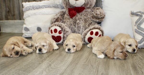 Upcoming Jayla/Thor Litter - Image 7