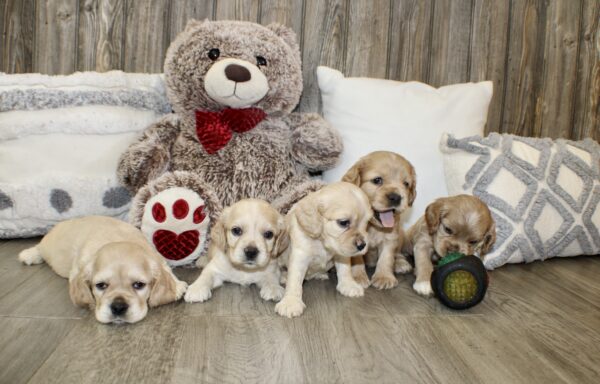 Upcoming Jayla/Thor Litter - Image 6