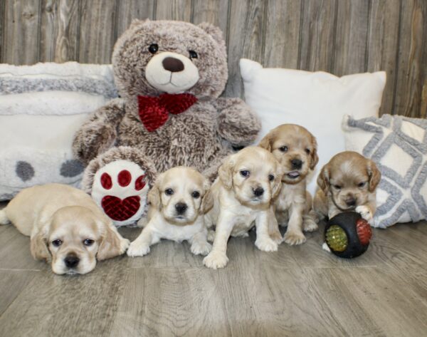 Upcoming Jayla/Thor Litter - Image 5
