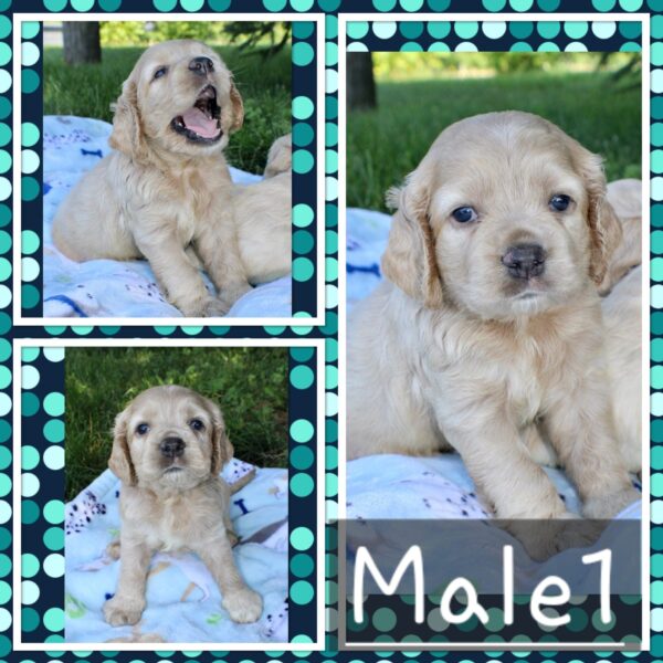Upcoming Jayla/Thor Litter - Image 3