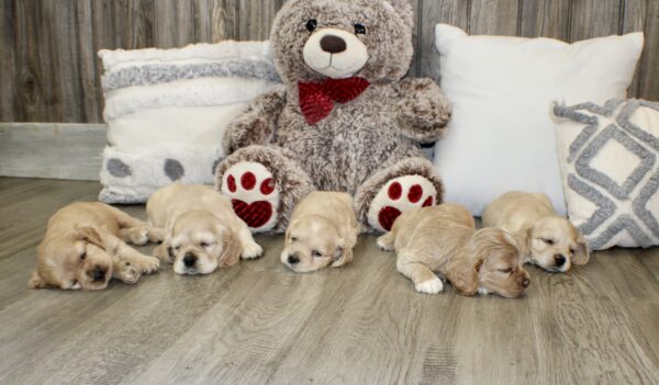 Upcoming Jayla/Thor Litter - Image 12