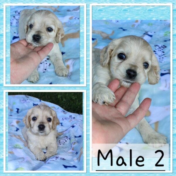 Upcoming Jayla/Thor Litter - Image 4