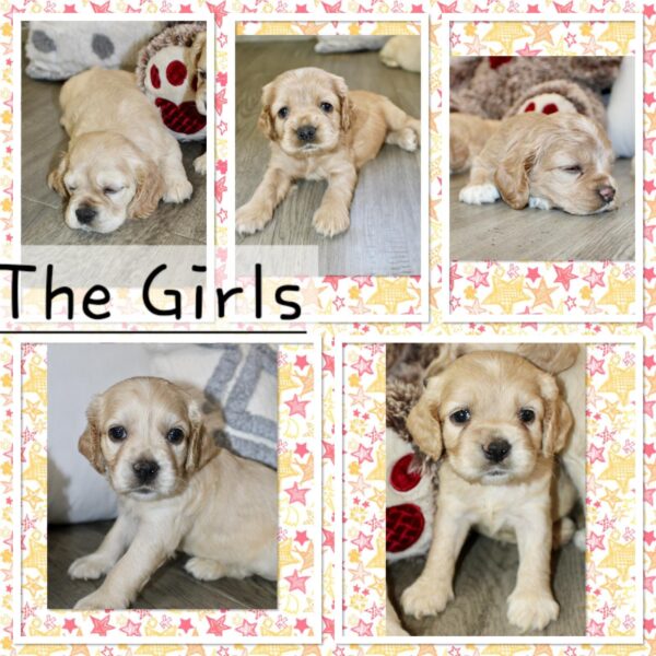 Upcoming Jayla/Thor Litter - Image 2