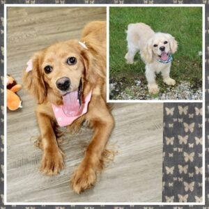 Upcoming Jayla/Thor Litter