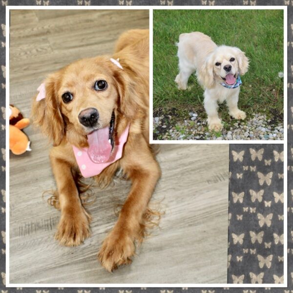 Upcoming Jayla/Thor Litter