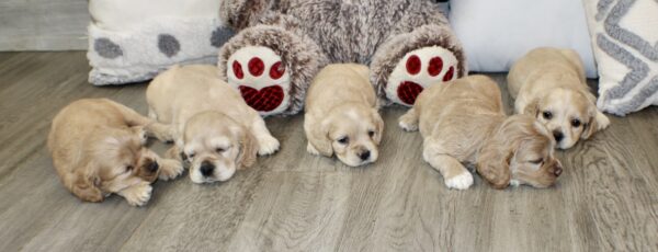 Upcoming Jayla/Thor Litter - Image 8