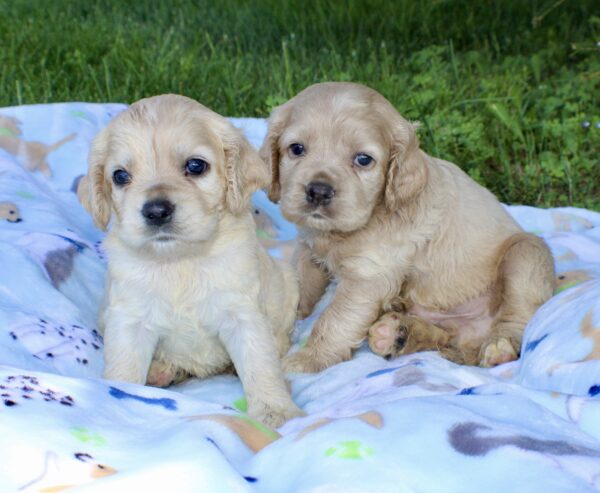 Upcoming Jayla/Thor Litter - Image 9
