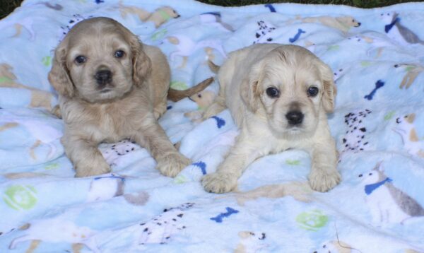 Upcoming Jayla/Thor Litter - Image 11