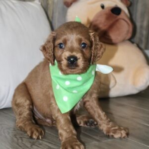 Earl