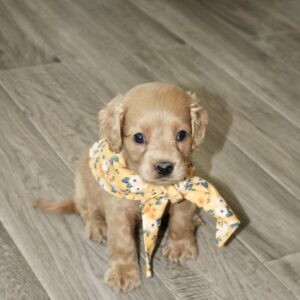 Ella