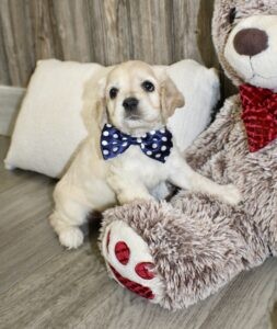 Puppies
