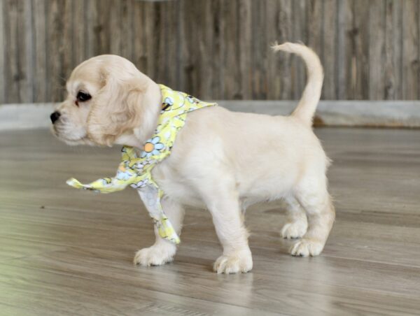 Jellybean - Image 5
