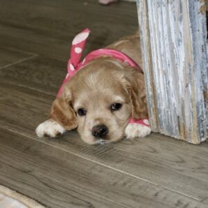 Juno