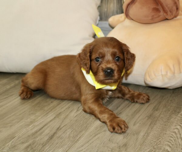 Emile - Image 5