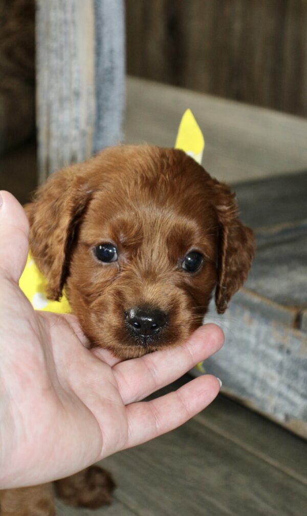 Emile - Image 7