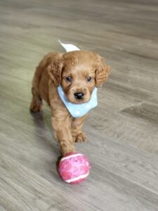Puppies