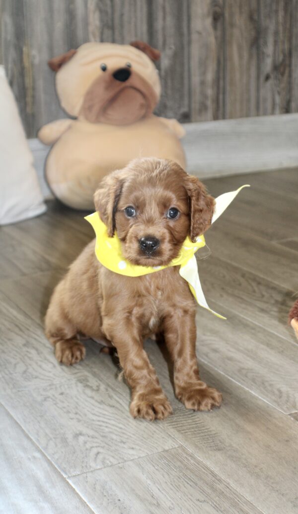 Emile - Image 3