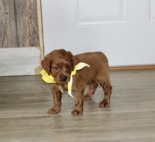 Emile - Image 4