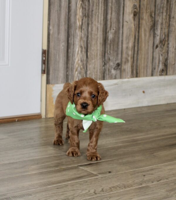 Earl - Image 3