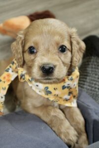 Puppies